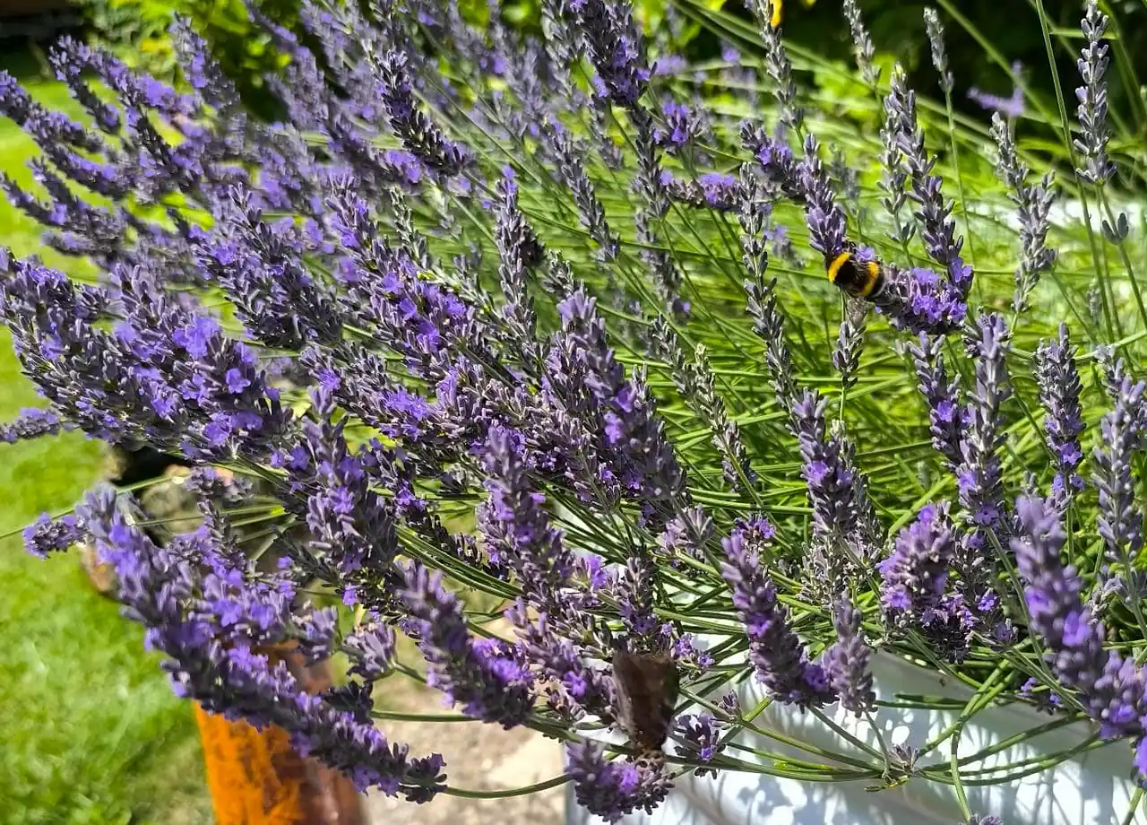 Lavendel Sandgarten Lavendel Sandgarten